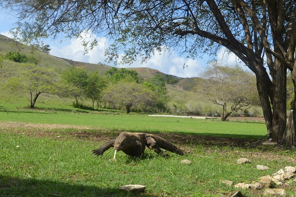 Komodo tours to see Komodo dragon in Indonesia
